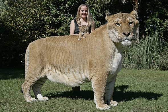 Man made animals, I wonder how Waheguru fits into this
